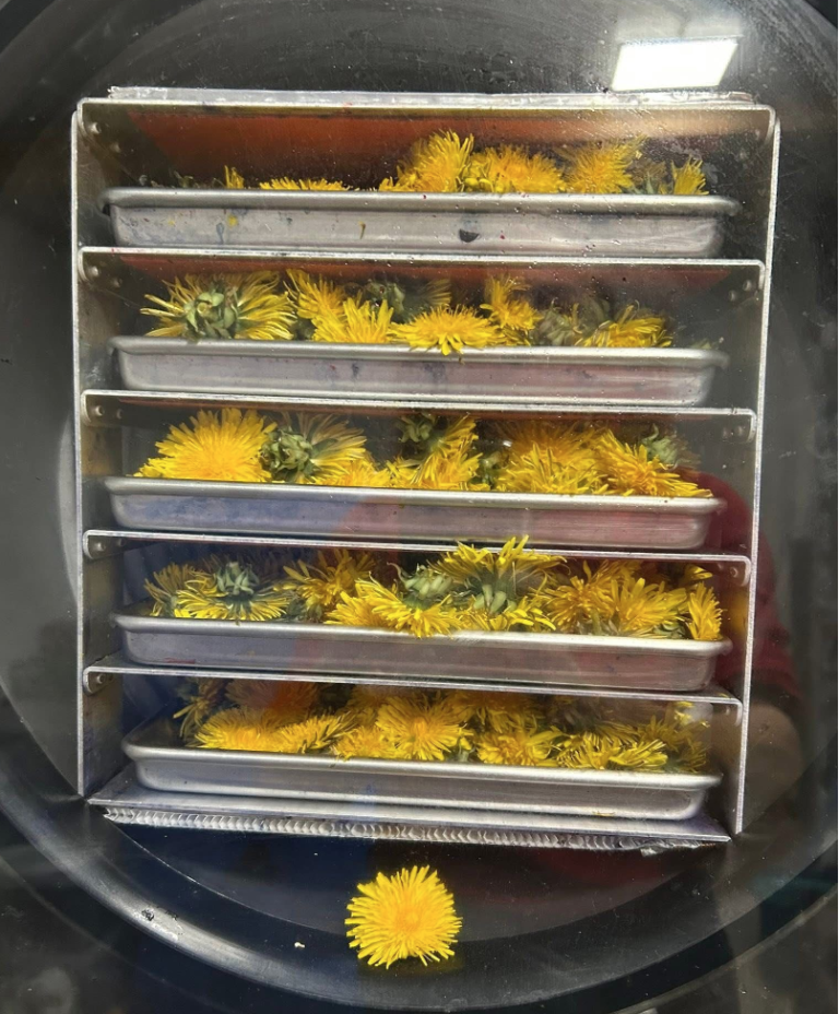 Everything you always wanted to know about lyophilization or freeze-drying