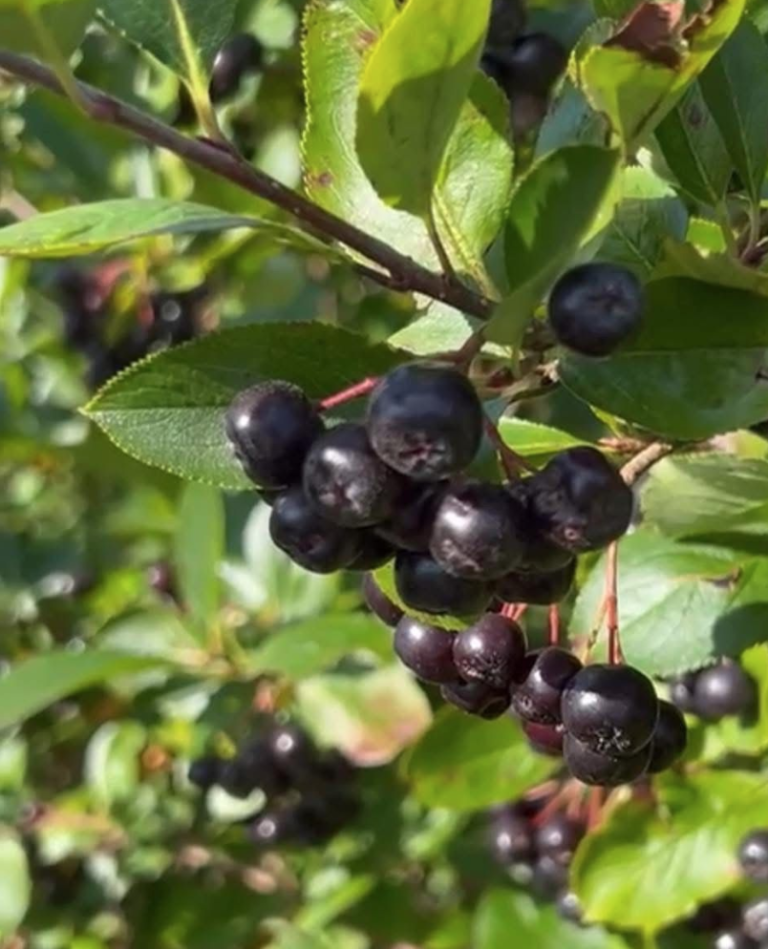Why did we choose aronia? Our love story with the aronia berry