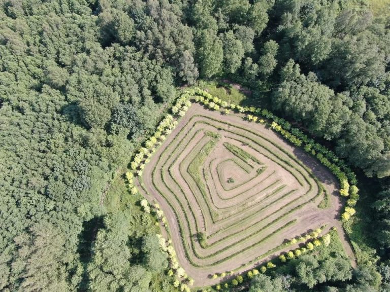 Why is aronia a true superfood?