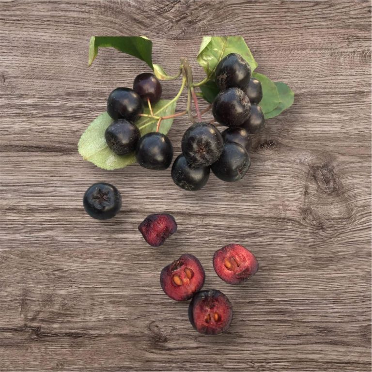 Why aronia in particular? This miracle berry supports health with the concentrated power of nature